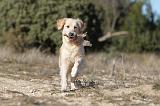 GOLDEN RETRIEVER 588